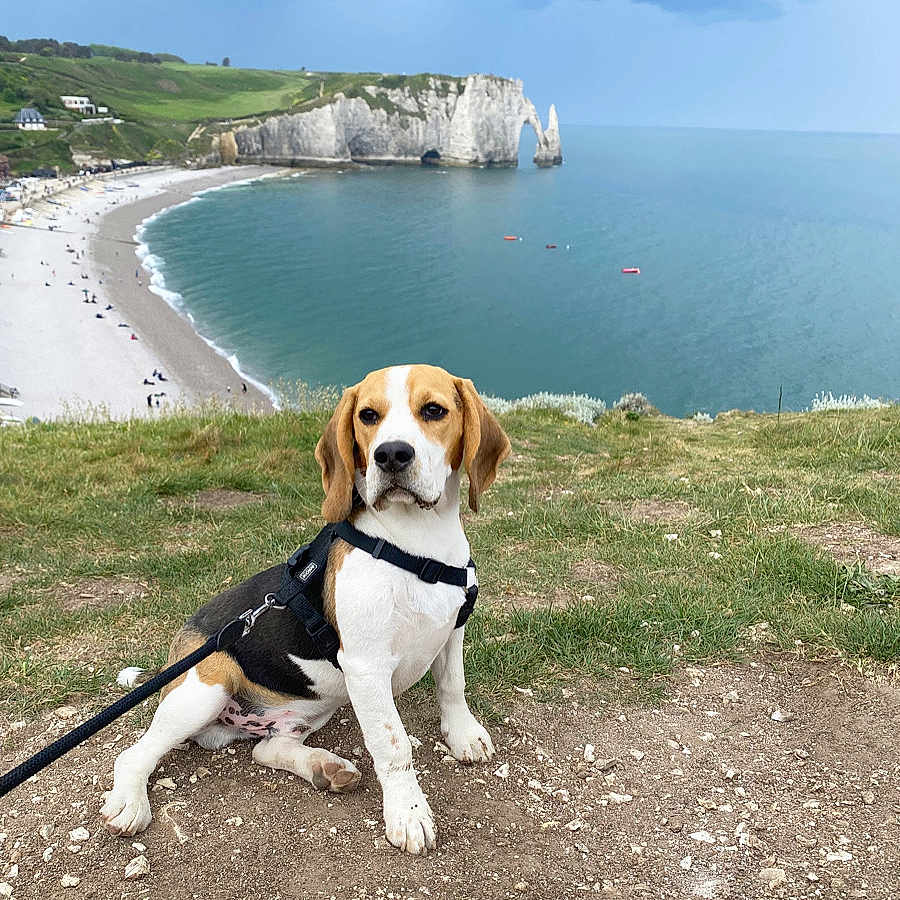 Scary a rejoint le concours — aidez-le/la à gagner de superbes lots ! beagle, dog, canine, pet, leash, grass, dirt, cliff, coast, ocean, water, sky, cloud, rock, nature, outdoor, landscape, scenic, travel, vacation