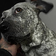 Piper joined the competition — help win amazing prizes! affection, animal, black_nose, brown_eyes, calm, close_up, companion, dog, ears, friendship, fur_texture, gentle, indoor, looking_away, muzzle, pet, portrait, soft_lighting, speckled_fur, tattooed_hand