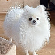 Bubee joined the competition — help win amazing prizes! dog, pomeranian, white_dog, fluffy, long_fur, pet, indoor, hardwood_floor, cabinet, small_dog, standing, cute, portrait, brown_furniture, eyes, nose, paws, domestic_animal, companion, groomed