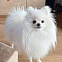 dog, pomeranian, white_dog, fluffy, long_fur, pet, indoor, hardwood_floor, cabinet, small_dog, standing, cute, portrait, brown_furniture, eyes, nose, paws, domestic_animal, companion, groomed
