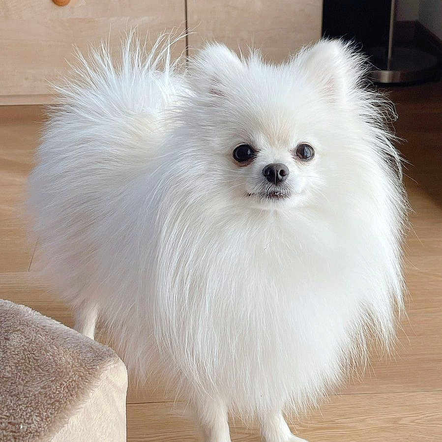 Bubee joined the competition — help win amazing prizes! brown_furniture, cabinet, companion, cute, dog, domestic_animal, eyes, fluffy, groomed, hardwood_floor, indoor, long_fur, nose, paws, pet, pomeranian, portrait, small_dog, standing, white_dog
