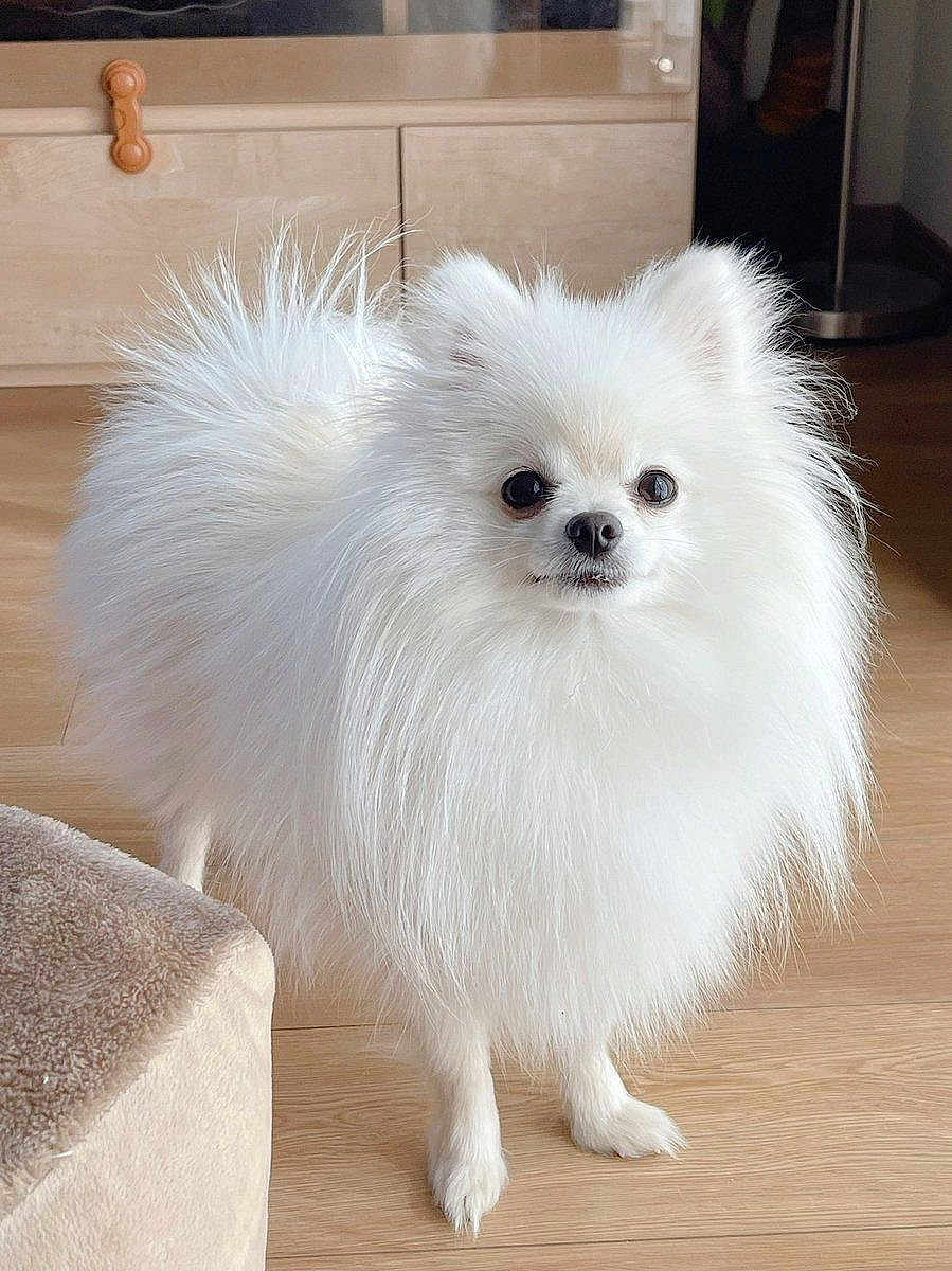 Bubee joined the competition — help win amazing prizes! dog, pomeranian, white_dog, fluffy, long_fur, pet, indoor, hardwood_floor, cabinet, small_dog, standing, cute, portrait, brown_furniture, eyes, nose, paws, domestic_animal, companion, groomed