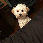 Bentley is registered to the contest to win money with this photo: dog, white_dog, pet, indoor, curious, fluffy, small_dog, chair, wooden_floor, black_surface, toy, home, cute, animal, companion, looking, ears, fur, collar, domestic