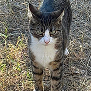 Osiris participe au concours pour gagner de l'argent avec cette photo : alert, animal, cat, closeup, daylight, dry_grass, ears, fur, grass, looking, mammal, nature, outdoor, paws, pet, standing, tabby_cat, tail, whiskers, wildlife