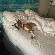 Luna is registered to the contest to win money with this photo: dog, bed, blanket, comforter, pillow, headboard, indoor, resting, relaxed, brown_dog, white_bedding, collar, sleepy, furniture, bedroom, canine, domestic_animal, pet, lying_down, cozy
