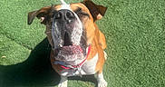Luna is registered to the contest to win money with this photo: dog, pet, outdoor, grass, sunlight, animal, canine, sitting, brown, white, collar, shadow, playful, happy, closeup, tongue, ears, nose, mouth, daylight