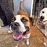 Luna is registered to the contest to win money with this photo: dog, brown_dog, white_dog, happy, smiling, tongue_out, outdoor, dirt_ground, person_leg, sneakers, collar, leash, tail_up, doorway, hose, metal_stand, pet, animal, canine, playful