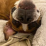 Luna is registered to the contest to win money with this photo: dog, pet, upside_down, bed, blanket, cozy, nose, ears, brown, white, fur, indoor, cute, animal, relaxed, sleepy, text_overlay, furniture, shelf, collectibles