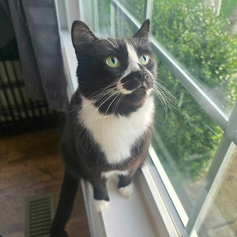 Circus is registered to the contest to win money with this photo: animal, black_and_white, calm, cat, close_up, curious, daylight, domestic_cat, feline, green_eyes, house, indoor, looking_out, natural_light, pet, quiet, tuxedo_cat, whiskers, window, windowsill