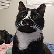 Circus joined the competition — help win amazing prizes! cat, tuxedo_cat, black_and_white, indoor, pet, animal, feline, whiskers, curious, close_up, bed, blanket, window, blinds, tongue_out, cute, domestic_animal, fur, eyes, sitting