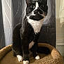cat, tuxedo_cat, whiskers, pet, indoor, curious, alert, feline, black_and_white, cat_tree, soft_light, curtains, cozy, animal, sitting, close_up, fur, domestic_cat, portrait, home