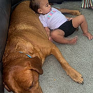 Mehlani is registered to the contest to win money with this photo: baby, dog, carpet, floor, indoor, resting, sleeping, brown_dog, clothing, toddler, pet, companion, relaxation, cute, comfort, animal, person, head, paw, furniture