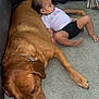 baby, dog, carpet, floor, indoor, resting, sleeping, brown_dog, clothing, toddler, pet, companion, relaxation, cute, comfort, animal, person, head, paw, furniture