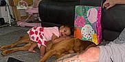 Mehlani joined the competition — help win amazing prizes! toddler, dog, carpet, living_room, couch, gift_bag, tattoo, adult, child, floor, window, curtains, skirt, pink_clothing, pet, person, hand, foot, furniture, home_interior