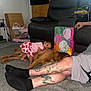 toddler, dog, carpet, living_room, couch, gift_bag, tattoo, adult, child, floor, window, curtains, skirt, pink_clothing, pet, person, hand, foot, furniture, home_interior