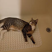 Fluffy is registered to the contest to win money with this photo: cat, tabby, bathtub, bathmat, pet, animal, indoor, curious, fur, whiskers, paws, relaxed, looking_up, striped, domestic_cat, mammal, laying_down, yellow_eyes, white_paws, home