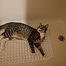 cat, tabby, bathtub, bathmat, pet, animal, indoor, curious, fur, whiskers, paws, relaxed, looking_up, striped, domestic_cat, mammal, laying_down, yellow_eyes, white_paws, home