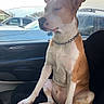Batman is registered to the contest to win money with this photo: dog, car, seat, chain_collar, window, parked_car, tongue_out, relaxed, brown_and_white, indoor, pet, animal, sitting, front_seat, vehicle, daylight, calm, medium_sized_dog, ears_up, closed_eyes