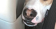 Batman joined the competition — help win amazing prizes! dog, close_up, car_interior, seat, peeking, curious, nose, eye, animal, pet, brown, white, fur, seatbelt, vehicle, interior, looking, portrait, cute, companion