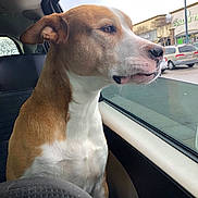 Batman joined the competition — help win amazing prizes! dog, car, window, parking_lot, side_view, brown_fur, white_fur, pet, animal, daylight, storefront, vehicle, seat, looking_out, portrait, domestic_animal, canine, calm, inside_car, urban