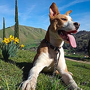 Batman is registered to the contest to win money with this photo: dog, tongue_out, grass, outdoor, sunny, flowers, yellow_flowers, collar, chain, mountains, blue_sky, greenery, pet, canine, nature, happy, resting, daytime, ears_up, animal
