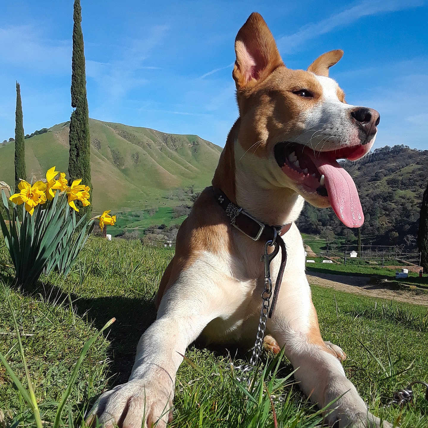 Batman is registered to the contest to win money with this photo: dog, tongue_out, grass, outdoor, sunny, flowers, yellow_flowers, collar, chain, mountains, blue_sky, greenery, pet, canine, nature, happy, resting, daytime, ears_up, animal