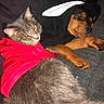 cat, dog, sleeping, resting, clothing, hoodie, sweater, pet, cozy, cute, fur, animal, indoor, companion, friendship, relaxing, nap, cute_animals, soft, domestic_animal