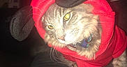 Mufasa joined the competition — help win amazing prizes! animal, black_ears, cat, closeup, collar, costume, curious, cute, domestic_cat, feline, flash, fur, hoodie, indoor, pet, portrait, red_clothing, sitting, whiskers, yellow_eyes