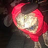 cat, pet, costume, hoodie, red_clothing, animal, indoor, feline, whiskers, yellow_eyes, fur, collar, domestic_cat, cute, portrait, closeup, flash, curious, sitting, black_ears