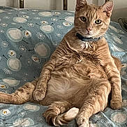 Nugget is registered to the contest to win money with this photo: cat, orange_tabby, pet, bed, blanket, snowman_pattern, fur, whiskers, relaxed, indoor, feline, sitting, collar, paw, cute, domestic_animal, animal, resting, portrait, comfortable