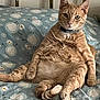 animal, bed, blanket, cat, collar, comfortable, cute, domestic_animal, feline, fur, indoor, orange_tabby, paw, pet, portrait, relaxed, resting, sitting, snowman_pattern, whiskers