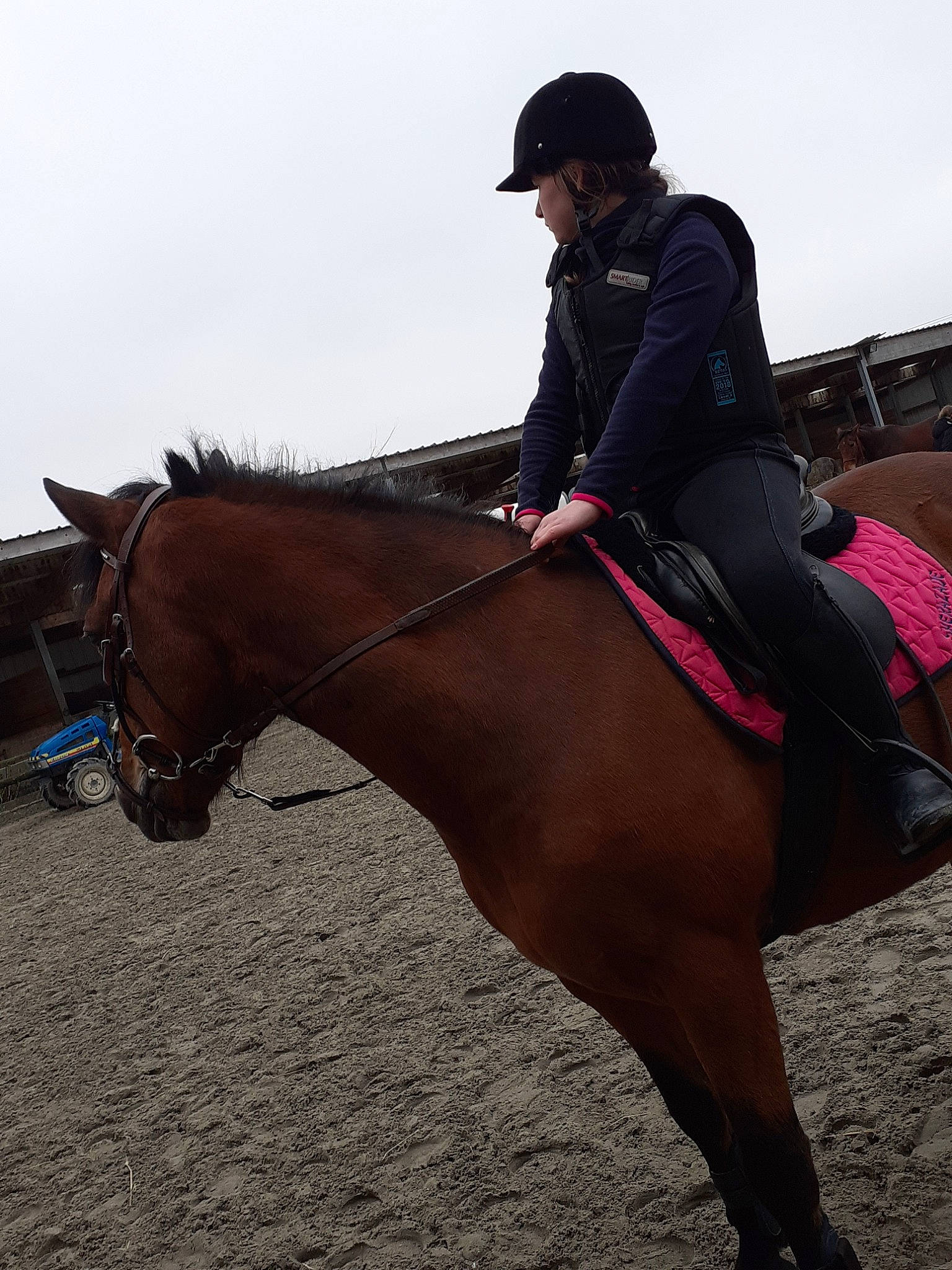 Shérazade a rejoint le concours — aidez-le/la à gagner de superbes lots ! animal_sports, bridle, english_riding, equestrian, equestrian_sport, equestrianism, equitation, halter, horse, horse_supplies, horse_tack, hunt_seat, jockey, mammal, mare, outdoor_recreation, person, recreation, rein, saddle