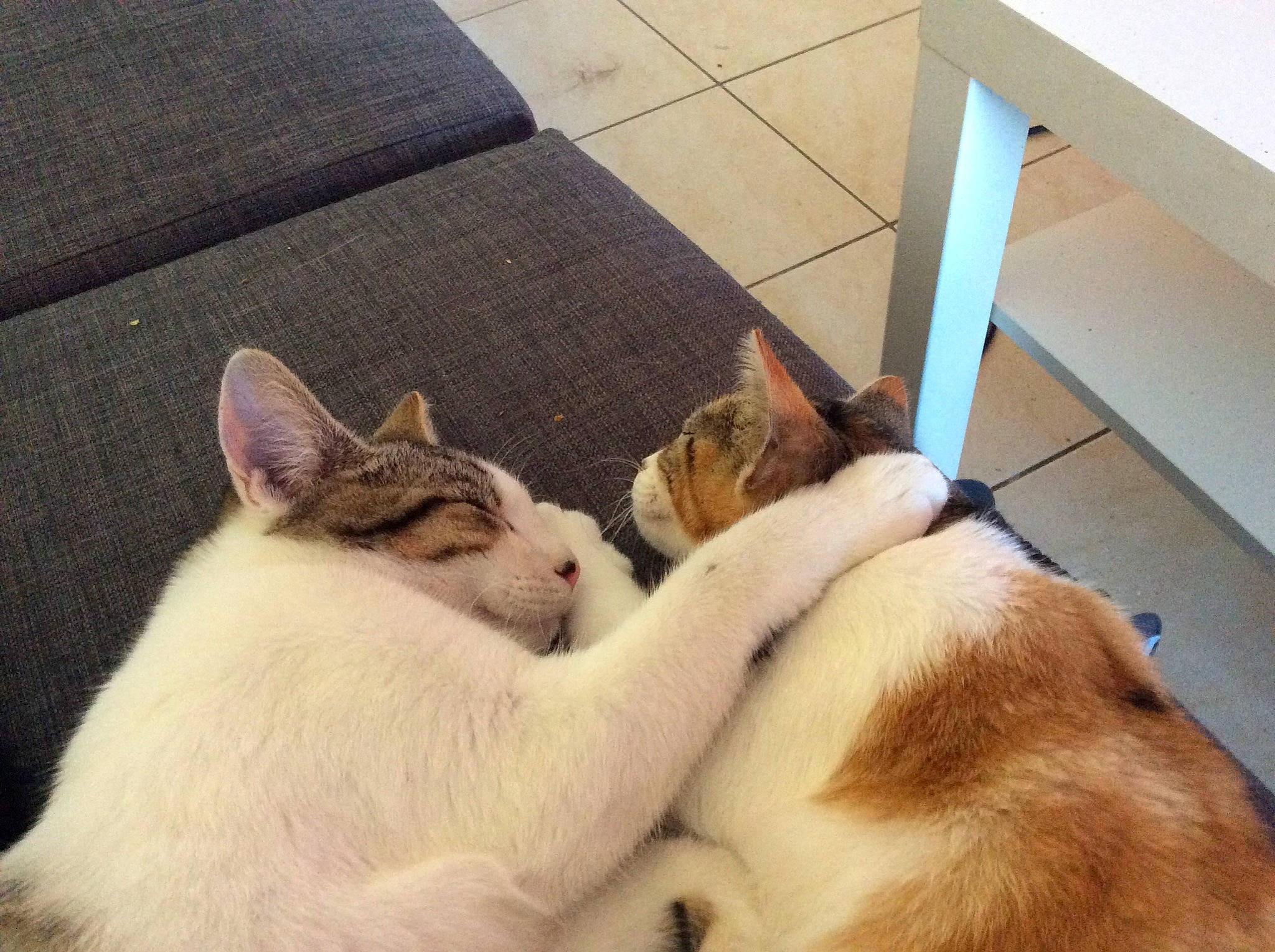 Shyva participe au concours pour gagner de l'argent avec cette photo : aegean_cat, canidae, carnivore, cat, companion_dog, dog, dog_breed, ear, fawn, felidae, kitten, love, mammal, nap, paw, puppy, puppy_love, small_to_medium_sized_cats, tail, whiskers