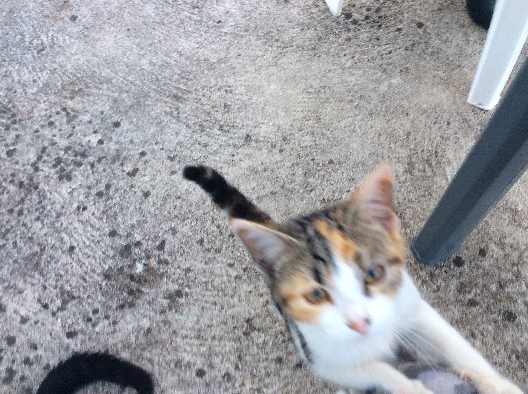 Kyra participe au concours pour gagner de l'argent avec cette photo : aegean_cat, american_wirehair, asphalt, carnivore, cat, domestic_short_haired_cat, european_shorthair, eye, felidae, fur, kitten, paw, polydactyl_cat, sand, small_to_medium_sized_cats, snapshot, snout, tabby_cat, tail, whiskers