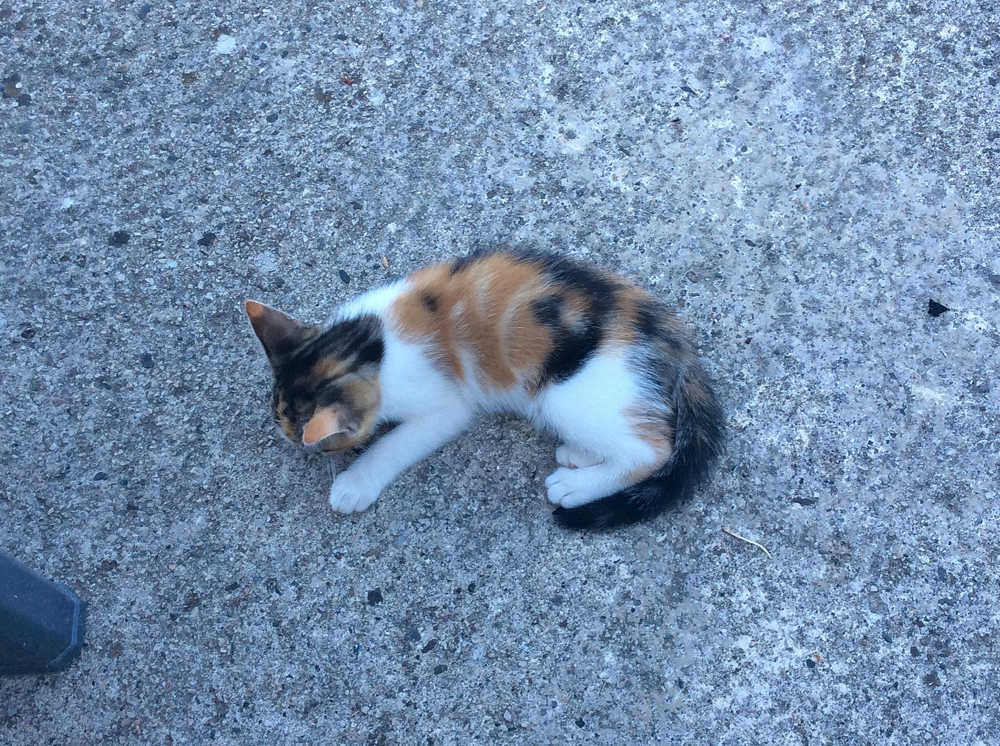 Kyra participe au concours pour gagner de l'argent avec cette photo : aegean_cat, american_wirehair, carnivore, cat, domestic_short_haired_cat, european_shorthair, felidae, fur, kitten, organism, polydactyl_cat, small_to_medium_sized_cats, tail, whiskers