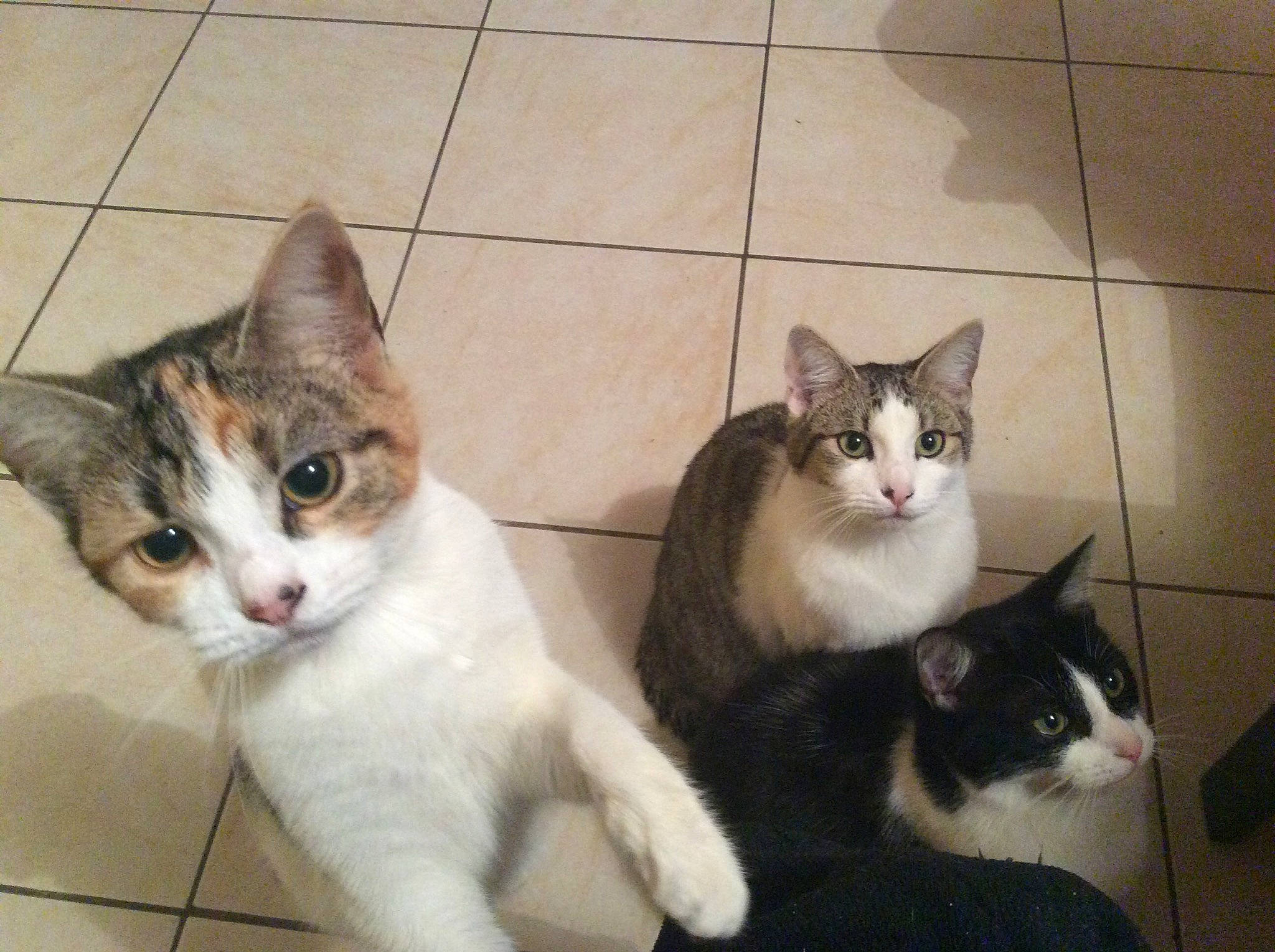 Kyra a rejoint le concours — aidez-le/la à gagner de superbes lots ! aegean_cat, american_wirehair, arabian_mau, asian, carnivore, cat, domestic_short_haired_cat, european_shorthair, felidae, kitten, mammal, ojos_azules, polydactyl_cat, small_to_medium_sized_cats, tabby_cat, vertebrate, whiskers