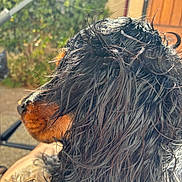 Adèle a rejoint le concours — aidez-le/la à gagner de superbes lots ! animal, black_fur, brown_fur, canine, close_up, curly_fur, daylight, dog, friendly, fur_texture, mammal, nature, outdoor, pet, portrait, side_profile, summer, sunlight, wet_fur, wildlife