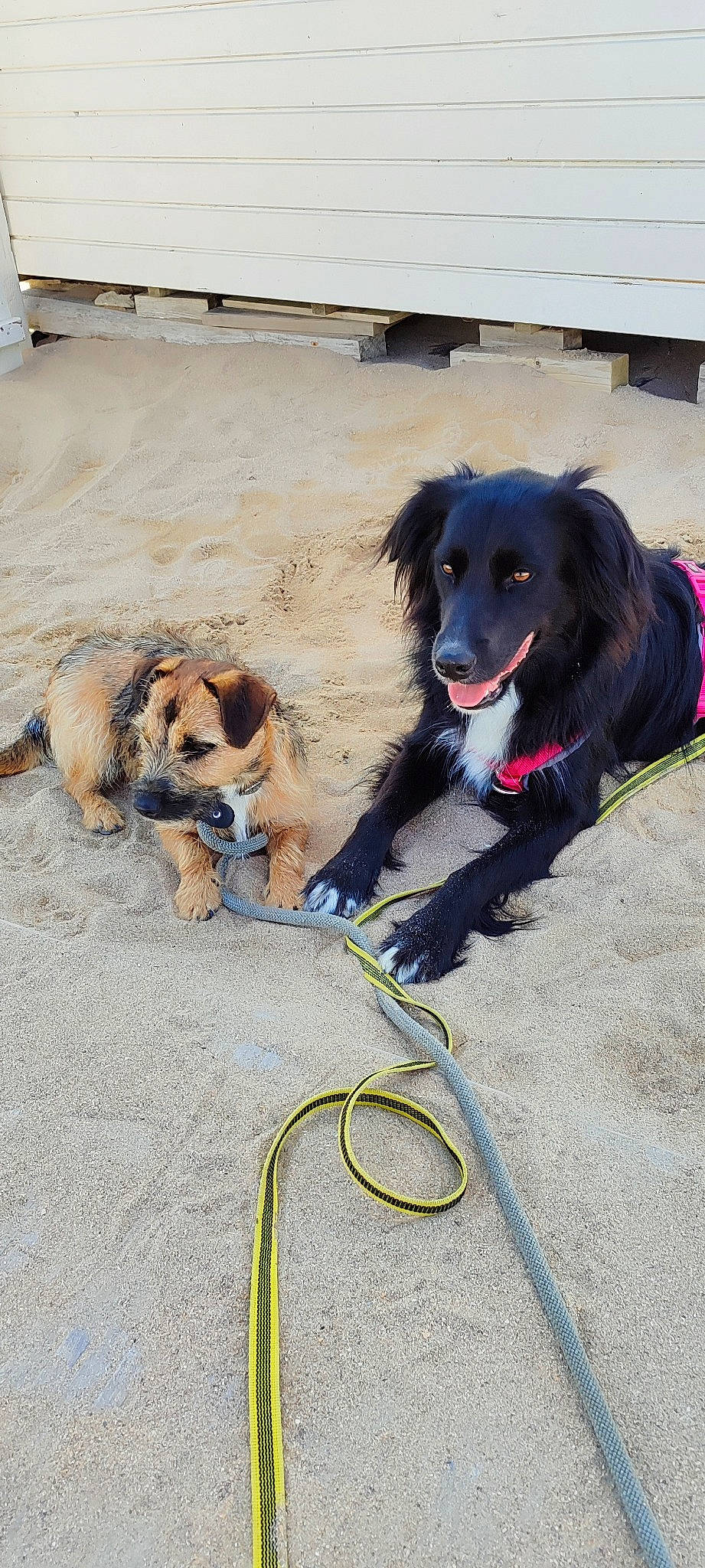 Rebelle participe au concours pour gagner de l'argent avec cette photo : border_collie, cable, canidae, carnivore, collar, companion_dog, dog, dog_breed, dog_collar, electric_blue, leash, pet_supply, recreation, snout, sporting_group, working_dog