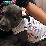 Skye is registered to the contest to win money with this photo: puppy, dog, pet, clothing, shirt, paw_prints, bow, ears, black_fur, person, hand, cuddle, indoor, cute, animal, young, face, looking, apparel, sitting