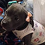 Skye is registered to the contest to win money with this photo: puppy, dog, pet, clothing, shirt, paw_prints, close_up, indoor, resting, cute, dark_fur, animal, young_dog, person, lap, casual, comfort, adorable, furry, companion