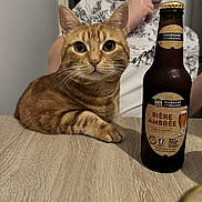 Moustache participe au concours pour gagner de l'argent avec cette photo : cat, ginger_cat, beer_bottle, amber_beer, table, person, thumbs_up, indoor, wooden_surface, close_up, pet, domestic_animal, animal, beverage, relaxed, portrait, focus, background_blur, casual, home