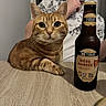 cat, ginger_cat, beer_bottle, amber_beer, table, person, thumbs_up, indoor, wooden_surface, close_up, pet, domestic_animal, animal, beverage, relaxed, portrait, focus, background_blur, casual, home