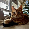 Moustache participe au concours pour gagner de l'argent avec cette photo : cat, ginger_cat, tabby, pet, indoor, christmas_tree, holiday_decor, window, paw, fur, cute, animal, relaxed, cozy, home, soft_surface, natural_light, decorations, twinkling_lights, close_up
