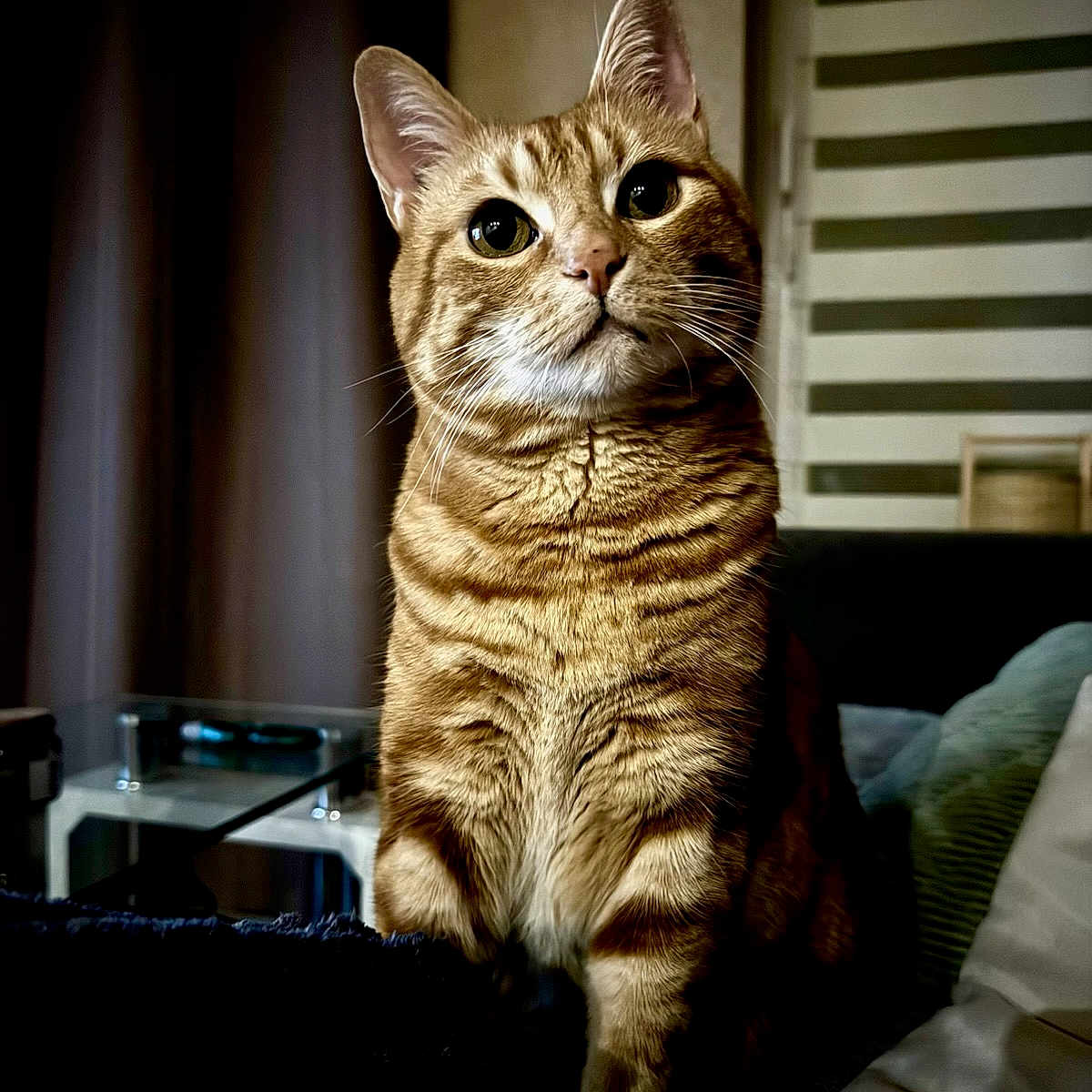 Moustache a rejoint le concours — aidez-le/la à gagner de superbes lots ! cat, tabby, indoor, pet, animal, feline, curious, alert, fur, whiskers, ears, eyes, sitting, living_room, cushion, furniture, cozy, portrait, domestic, cute