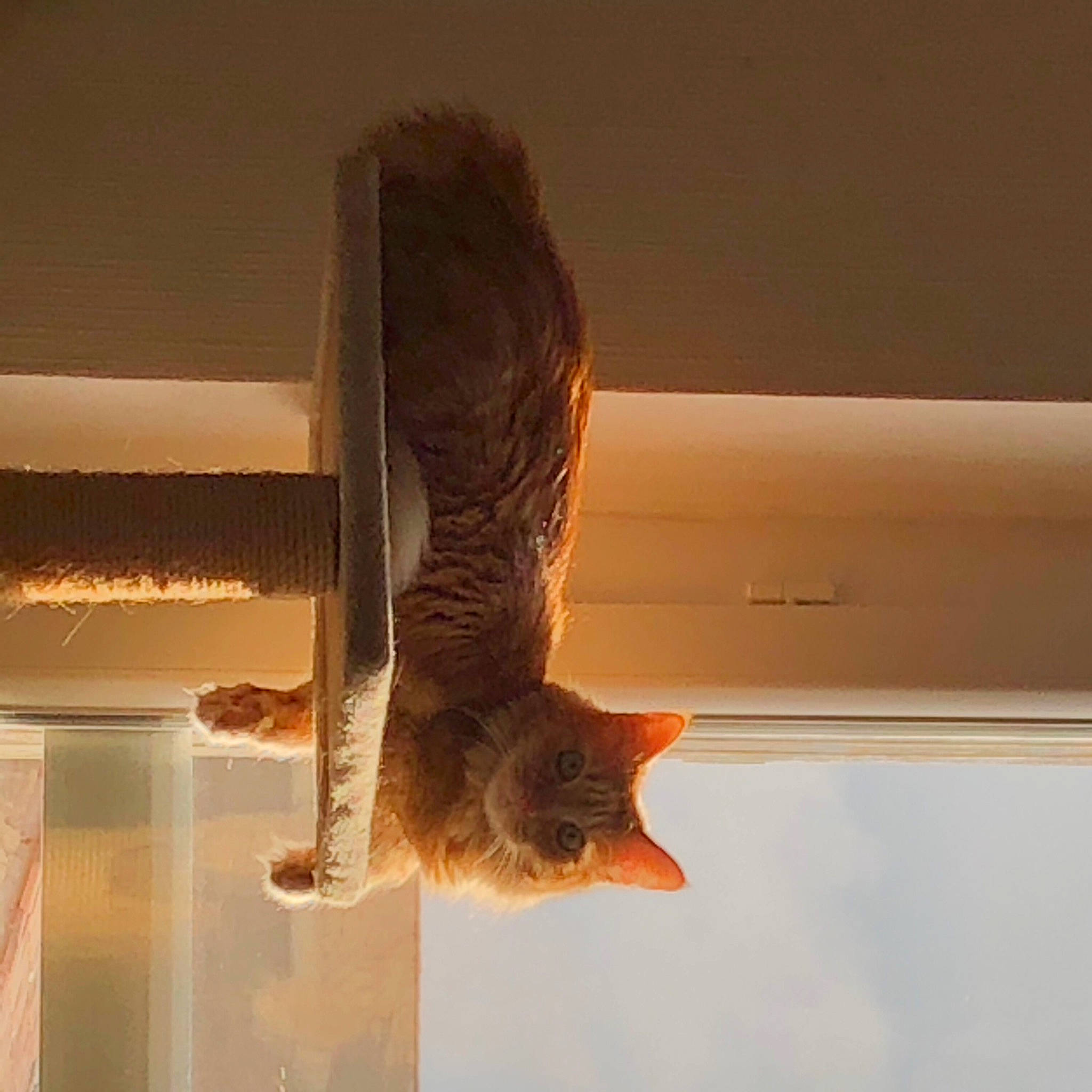 Oscar a rejoint le concours — aidez-le/la à gagner de superbes lots ! bird_of_prey, carnivore, cat, domestic_short_haired_cat, feather, felidae, fur, owl, pet_supply, rectangle, room, shadow, small_to_medium_sized_cats, snout, tail, tints_and_shades, whiskers, window_covering, wing, wood