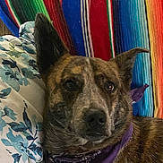 Lucy is registered to the contest to win money with this photo: dog, brindle, bandana, purple, pillow, floral, blanket, striped, colorful, pet, animal, close_up, indoor, resting, portrait, ears_up, fur, face, calm, cute