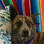 dog, brindle, bandana, purple, pillow, floral, blanket, striped, colorful, pet, animal, close_up, indoor, resting, portrait, ears_up, fur, face, calm, cute
