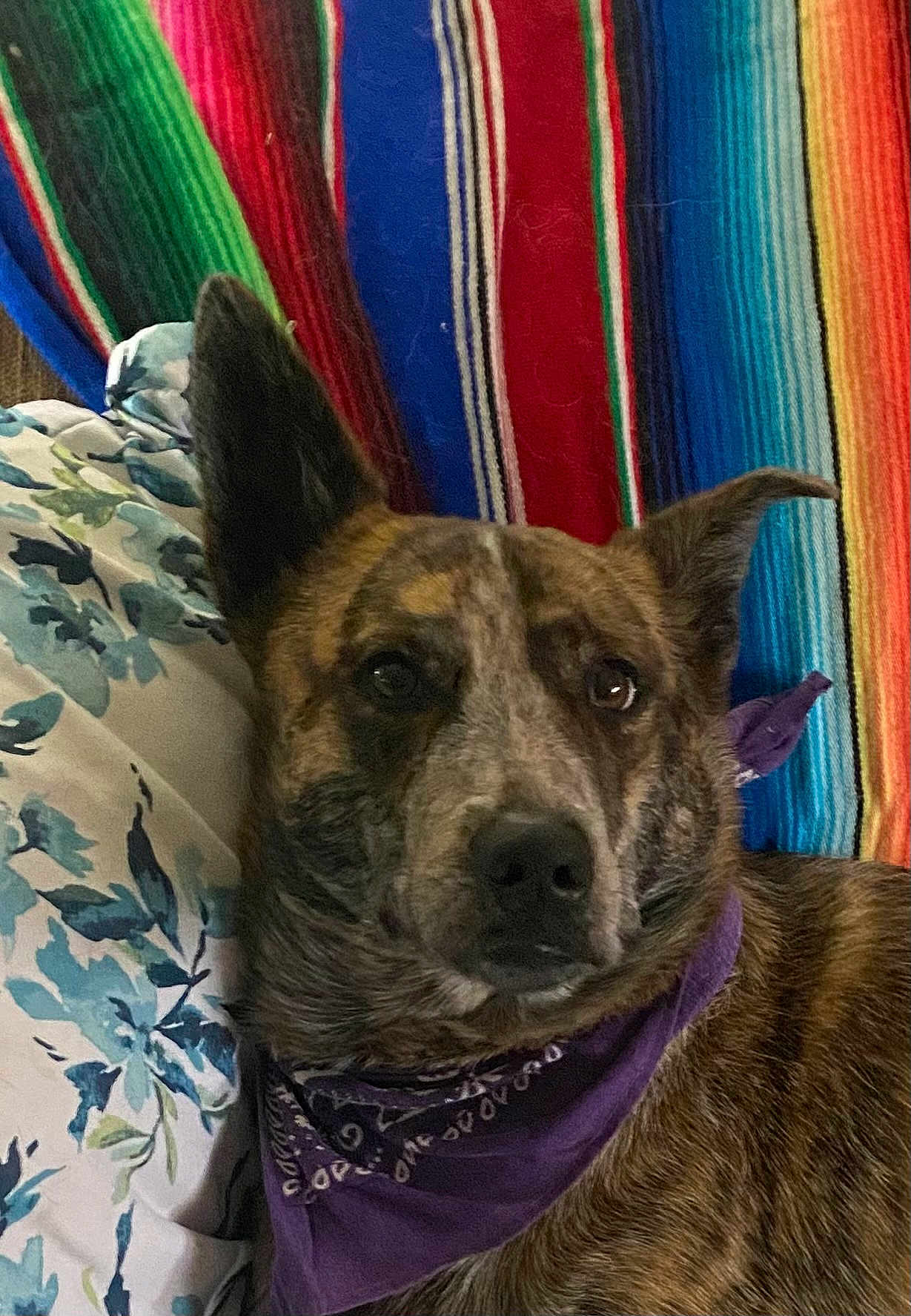 Lucy is registered to the contest to win money with this photo: dog, brindle, bandana, purple, pillow, floral, blanket, striped, colorful, pet, animal, close_up, indoor, resting, portrait, ears_up, fur, face, calm, cute