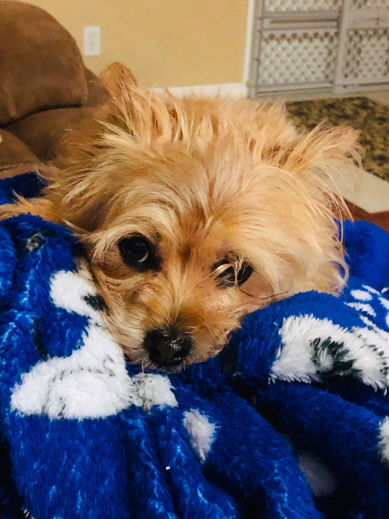 Lilou is registered to the contest to win money with this photo: australian_terrier, cairn_terrier, canidae, carnivore, cavachon, chinese_imperial_dog, companion_dog, dog, dog_breed, maltepoo, mammal, morkie, puppy, schnoodle, snout, terrier, toy_dog, vertebrate, yorkipoo, yorkshire_terrier