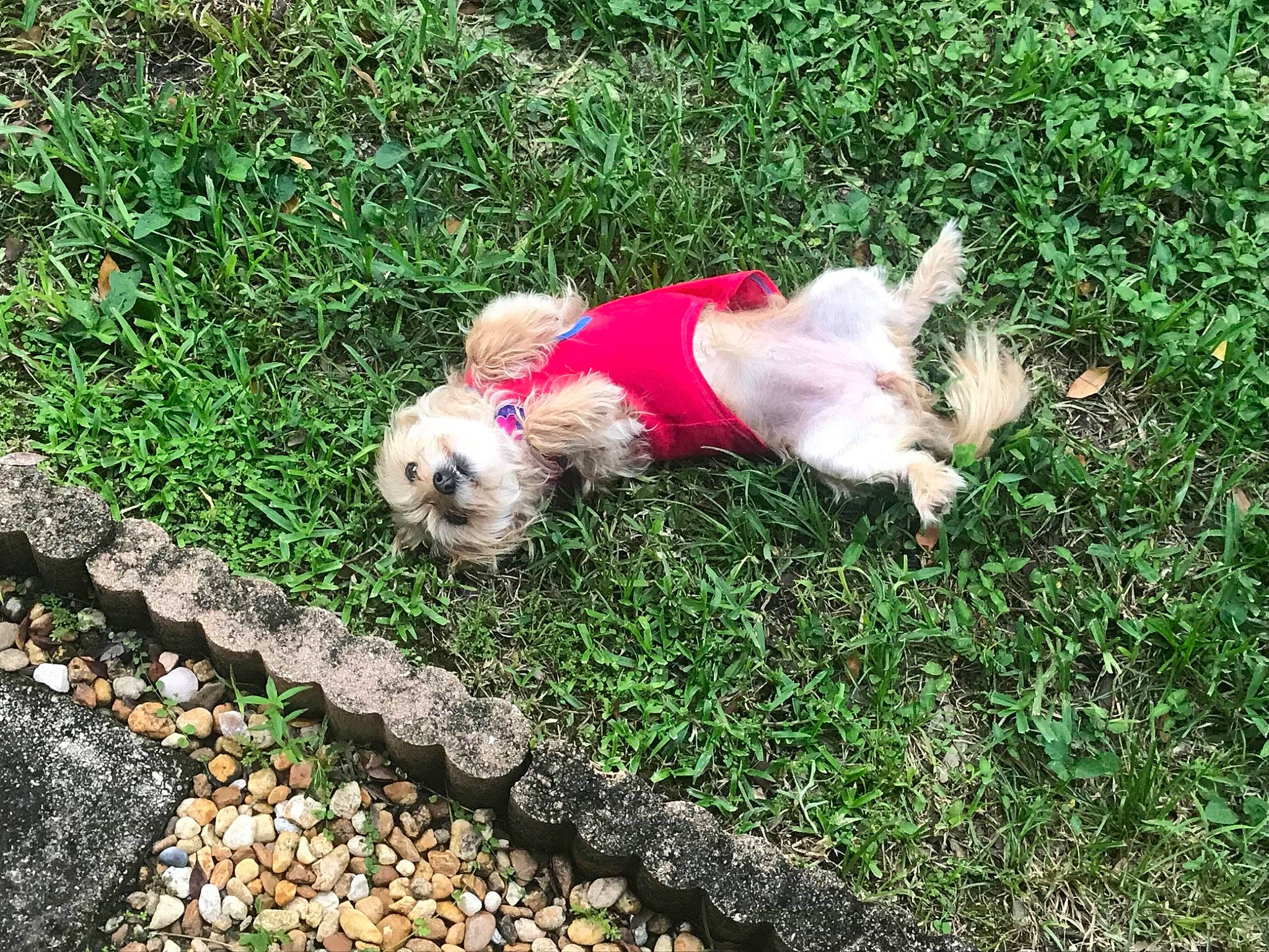 Lilou joined the competition — help win amazing prizes! american_cocker_spaniel, canidae, carnivore, cavachon, chinese_imperial_dog, cockapoo, companion_dog, dog, dog_breed, grass, havanese, lhasa_apso, maltese, mammal, puppy, shih_tzu, sporting_group, sporting_lucas_terrier, toy_dog, west_highland_white_terrier